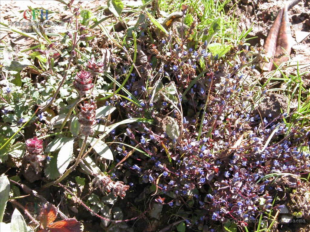  p> b>喉毛花 /b>(学名: b> i>comastoma pulmonarium /i> /b>)指的是