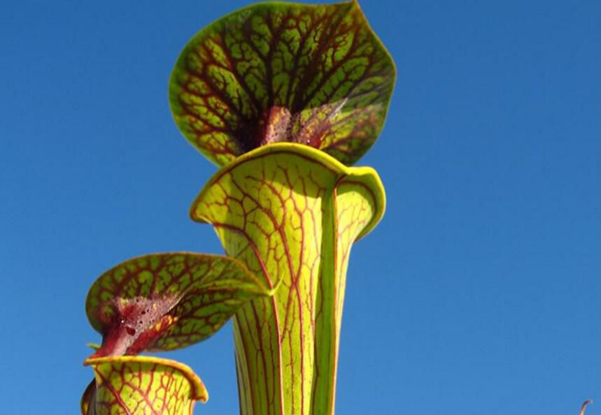 ornata)为 a href="#">瓶子草属 /a> a href="#">食虫植物 /a>.