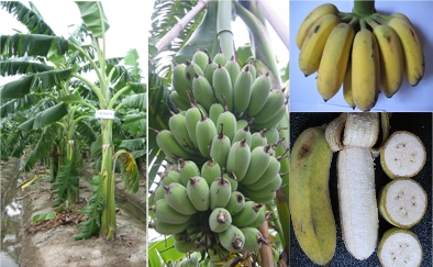  p>中粉1号粉蕉是从广州市南沙区万顷沙镇农家蕉园群体中筛选出的优良