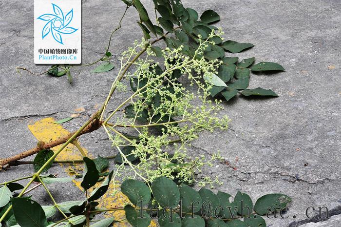 aralia dasyphylla miq.