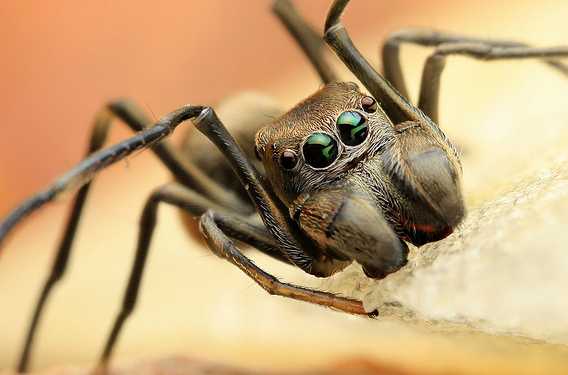  p>吉蚁蛛,myrmarachne gisti fox, 1936,为蜘蛛目(araneae) a href="