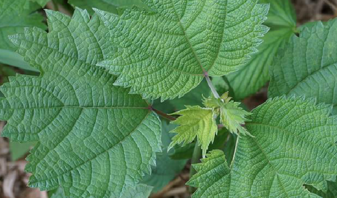 ="/item/苎麻属/8421156" data-lemmaid="8421156">苎麻属 /a>植物