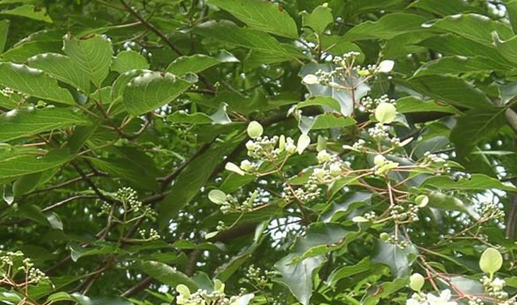  p>香果树属,学名emmenopterys oliv.,茜草科,只有香果树e.