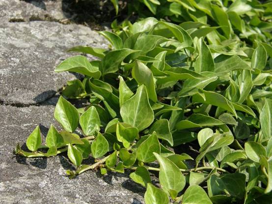  p>菱叶常春藤,为 a href="#" data-lemmaid="6722994">五加科 /a>, a