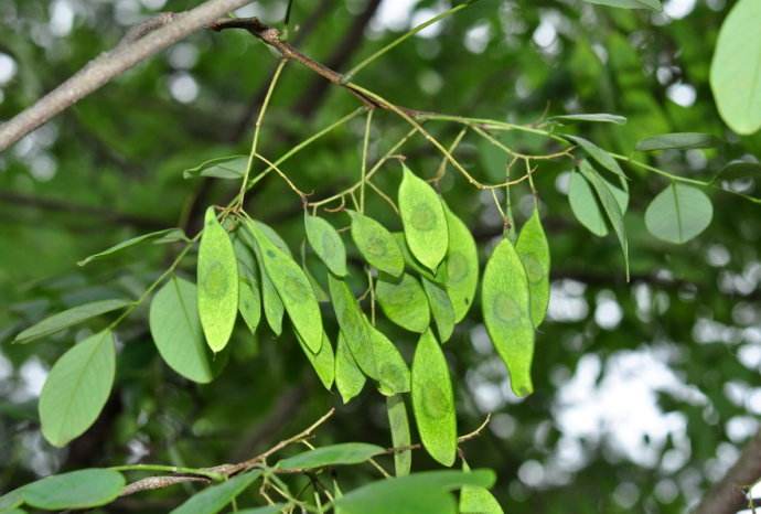 3672199">豆科 /a>, a target="_blank" href="/item/黄檀属/1942506"