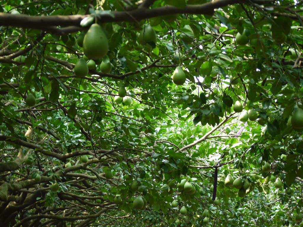  p>白背桤叶树(学名:clethra gronov.