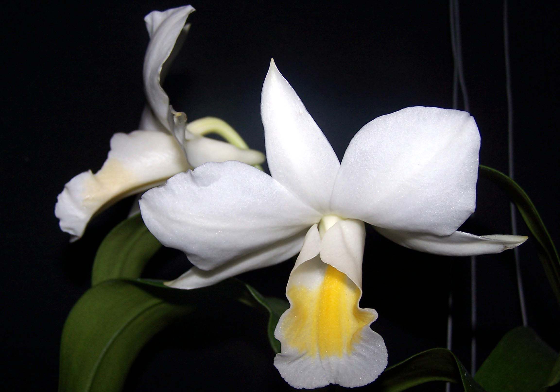  p>球花石斛(学名: i>dendrobium thyrsiflorum /i>  rchb. f.