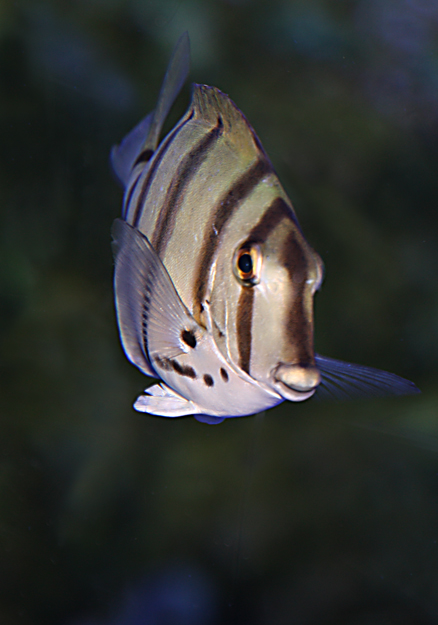  p>横带刺尾鱼(学名: i>acanthurus triostegus /i>(linnaeus,1758), 