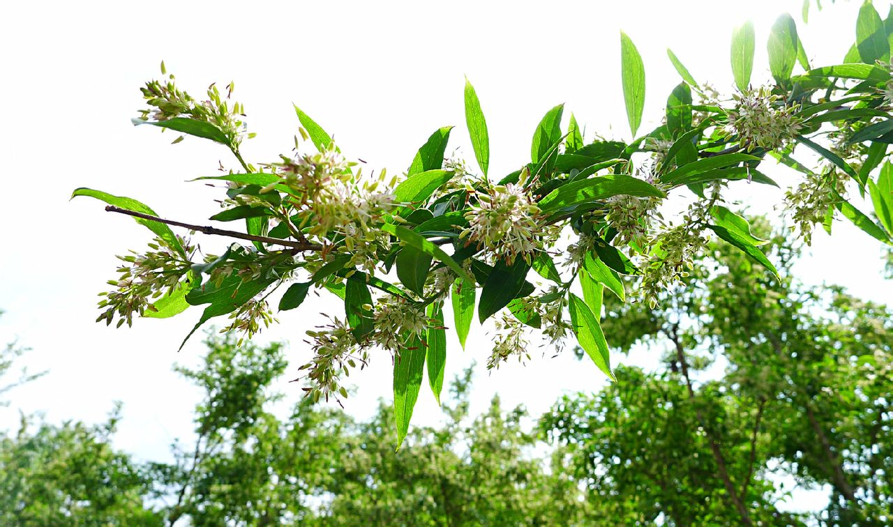 原名龙王庙,相传是朱升后裔为祭祀龙王爷保护一方五谷丰登,于1390年在