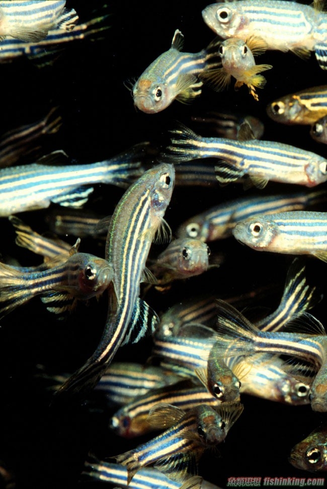zebra fish