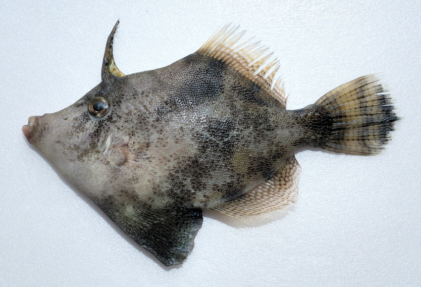  p>中华单角鲀( i>monacanthus chinensis  /i>(osbeck, 1765) 是单棘