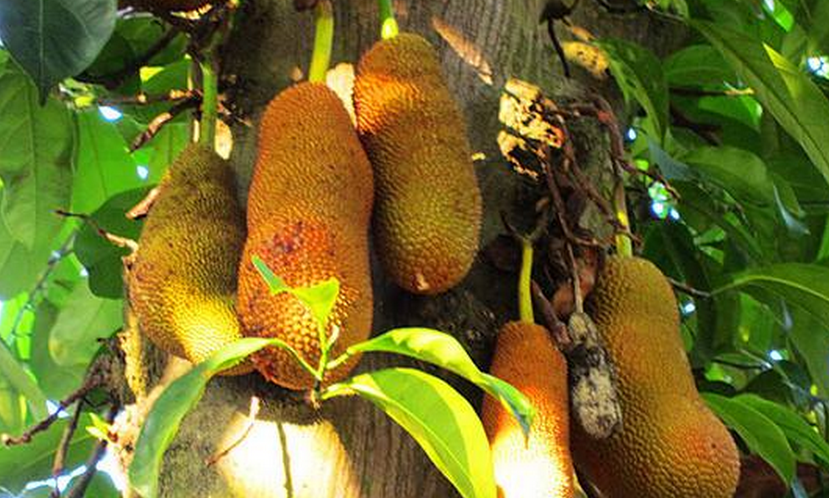  p>尖蜜拉(champedak),又名小木菠萝,是桑科木菠萝属植物,原产于