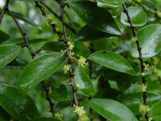  p>山矾科(symplocaceae)是 a href="#" data-lemmaid="229000">被子