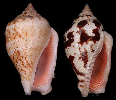  p>花瓶凤凰螺(学名: i>canarium mutabilis /i>):成贝15 - 45毫米, a