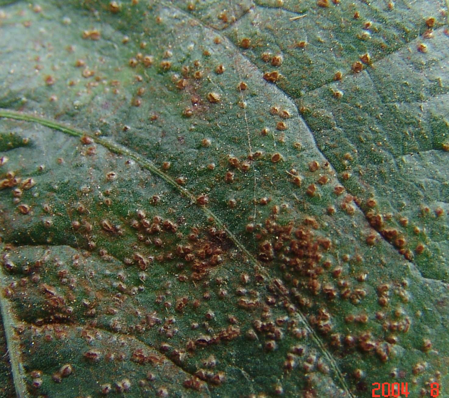 所属担子菌纲, a target="_blank" href="/item/锈菌目/11058376"