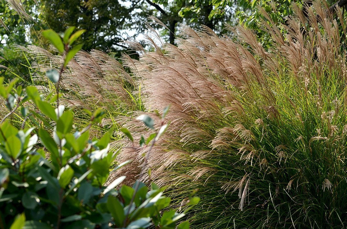 是禾本科,芒属多年生苇状草本,秆高1-2米,叶片线形,长20-50厘米,宽6