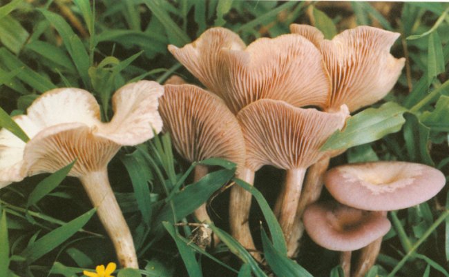  p>可食用,但个体较小,菌肉薄.秋季生针叶和阔叶林中地上.