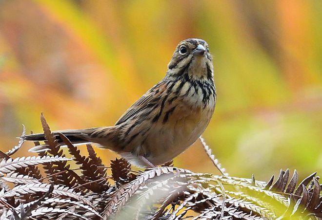 fucata /i>):是雀形目鹀科的 a target="_blank" href="/item/鸟类">