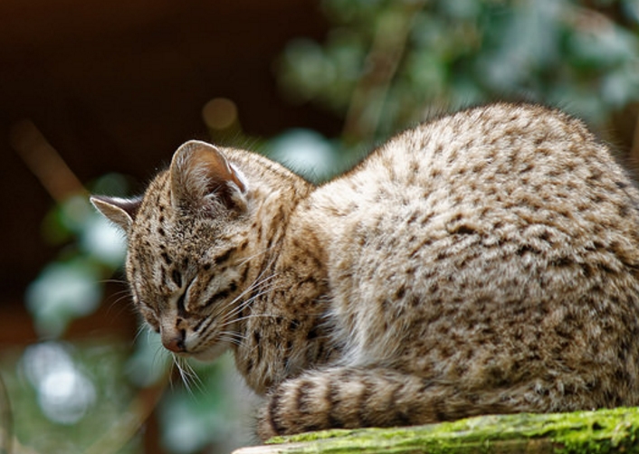  p>乔氏虎猫(学名: i>leopardus geoffroyi /i>):头体长42.2-66.