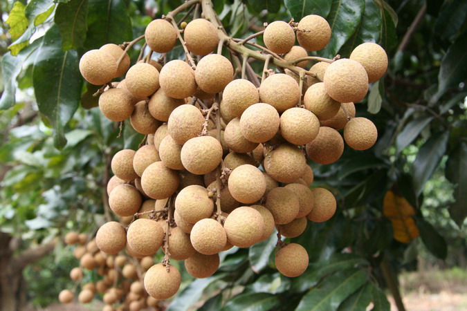 是无患子科龙眼属植物.