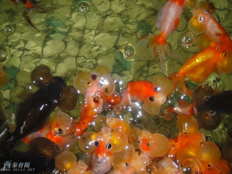 水泡眼金鱼