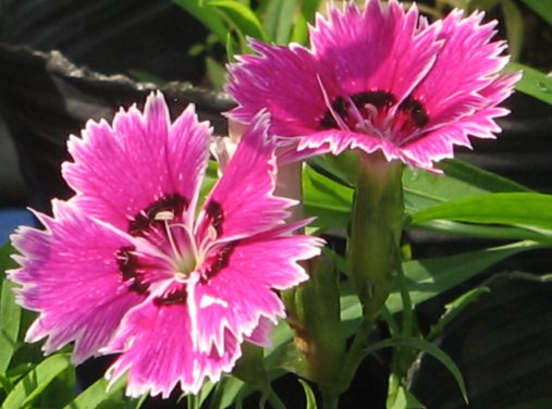  p>大爪草属,为 a target="_blank" href="/item/石竹科/1168318"