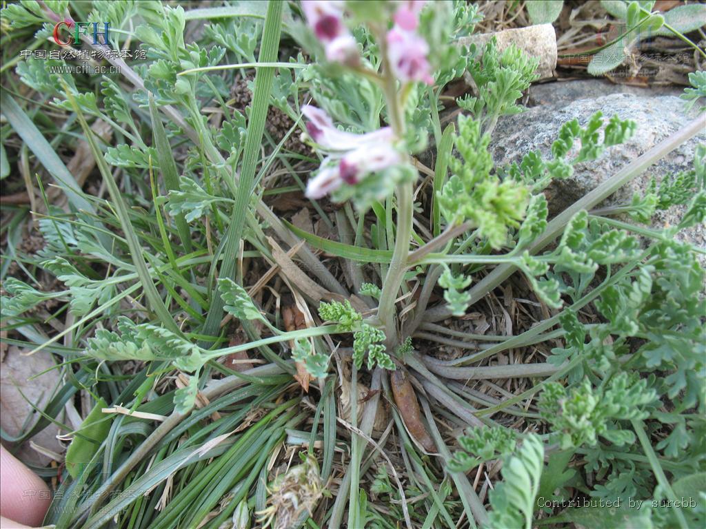  p>地丁草(学名: i>corydalis bungeana  /i>turcz.
