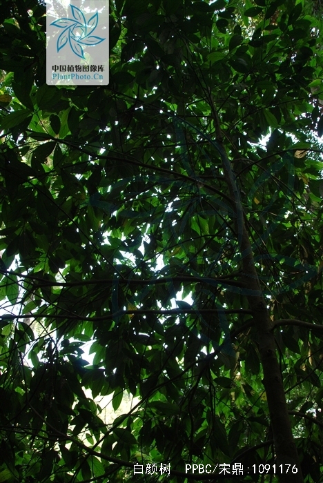 是榆科白颜树属植物,乔木,高10-20米,稀达30米,胸径25-50厘米,稀达