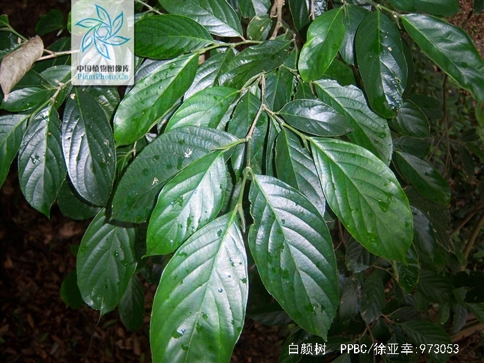  p>白颜树(学名: i>gironniera subaequalis /i> planch.