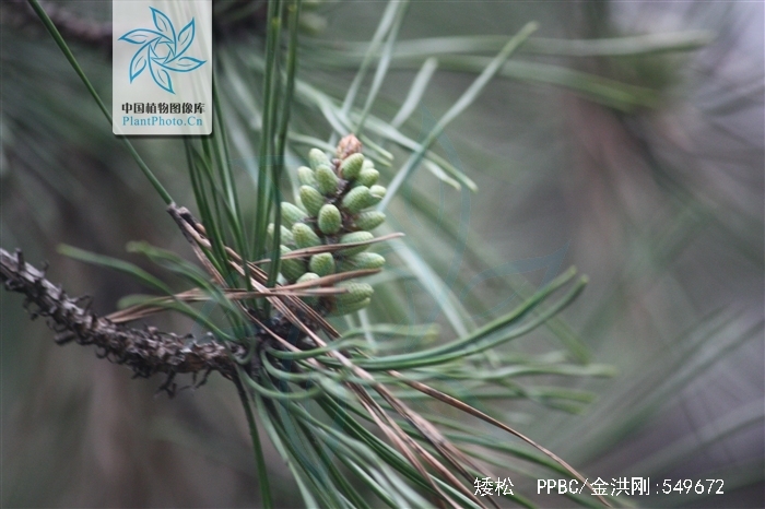data-lemmaid="8074290">学名 /a>:pinus virginiana)又名北美二针松