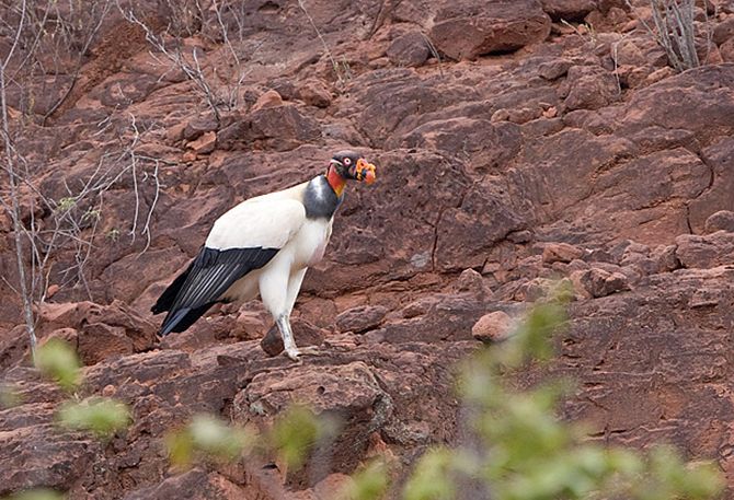  p>王鹫(学名:sarcoramphus papa),又名国王秃鹫,是大型食腐鸟类.