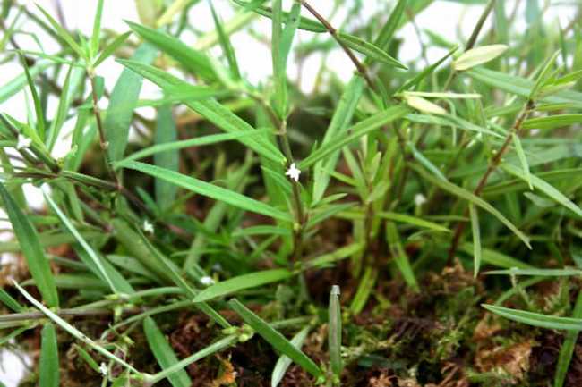  p data-id="gnx2new1qh">白花 a target="_blank" href="/item/蛇舌