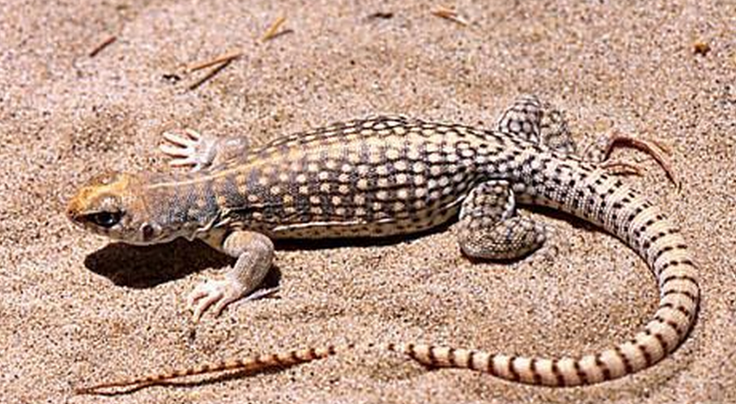  p>麻蜥,又名麻蜥蜴,麻蛇.体长不超过100毫米.吻较窄,吻棱不显.