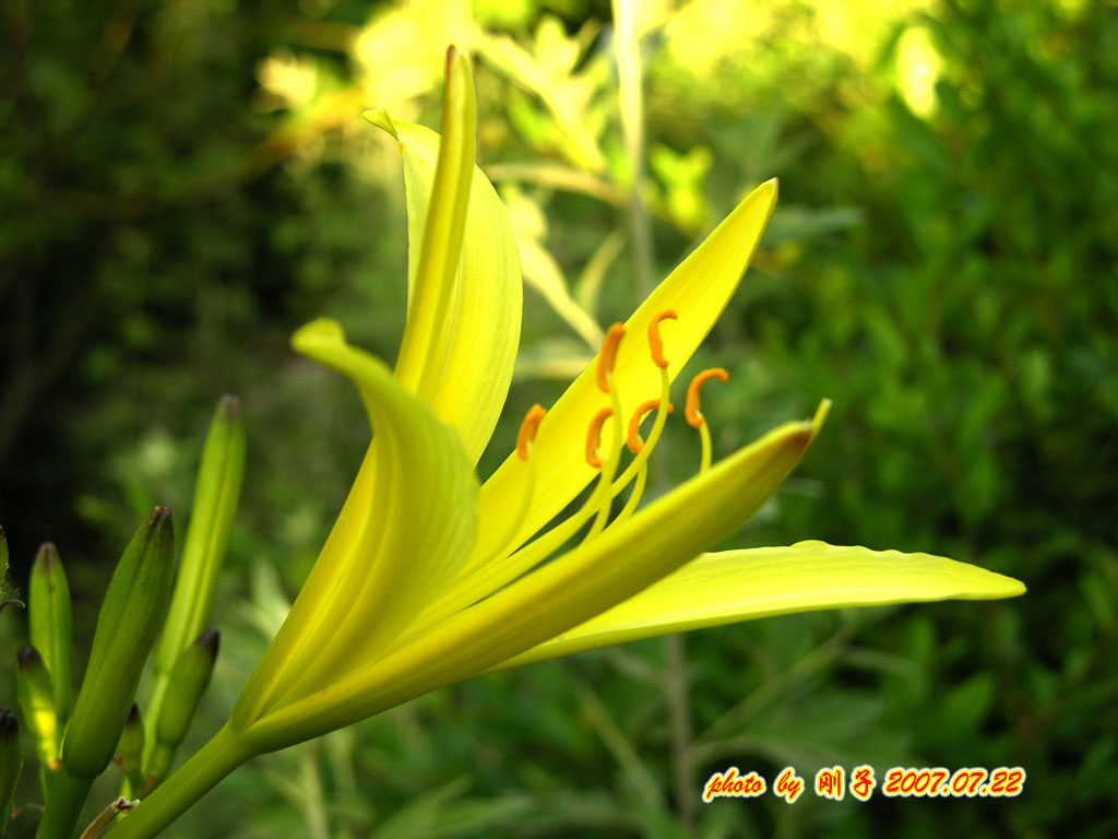  p>萱草属于 a target="_blank" href="/item/百合科/1838810" data