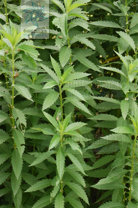  p>地笋属,约10(14)种,广布于东半球温带及北美,我国有4种,分布颇广