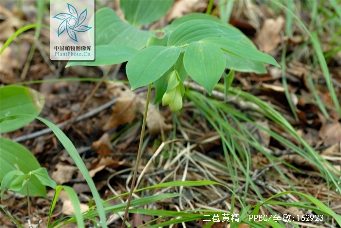  p>二苞黄精(学名: i>polygonatum macropodium /i>):是百合科,黄精
