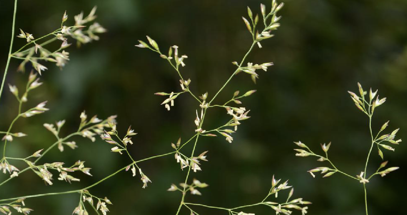  p>巨序剪股颖(学名: i>agrostis gigantea /i> roth)是禾本科剪股颖