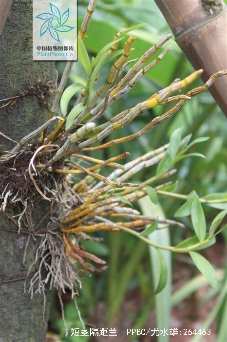  p>短茎隔距兰(学名:cleisostoma parishii (hook. f.