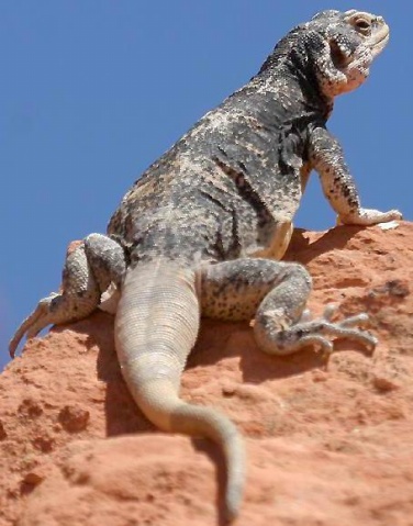  p>变色蜥(学名:sauromalus obesus baird)是沙漠蜥蜴,该种所在的属内