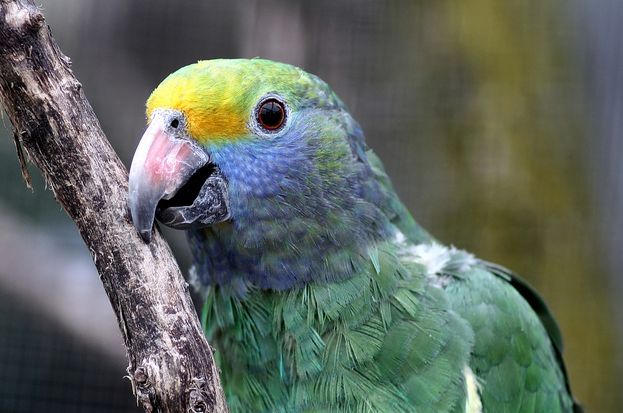  p>蓝颊亚马逊鹦鹉(学名:amazona dufresniana)是典型的 a target="