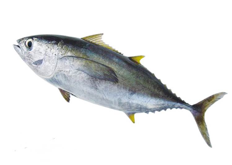  p>青甘金枪鱼(学名: i>thunnus tonggol /i>)是鲭科,金枪鱼属下的一