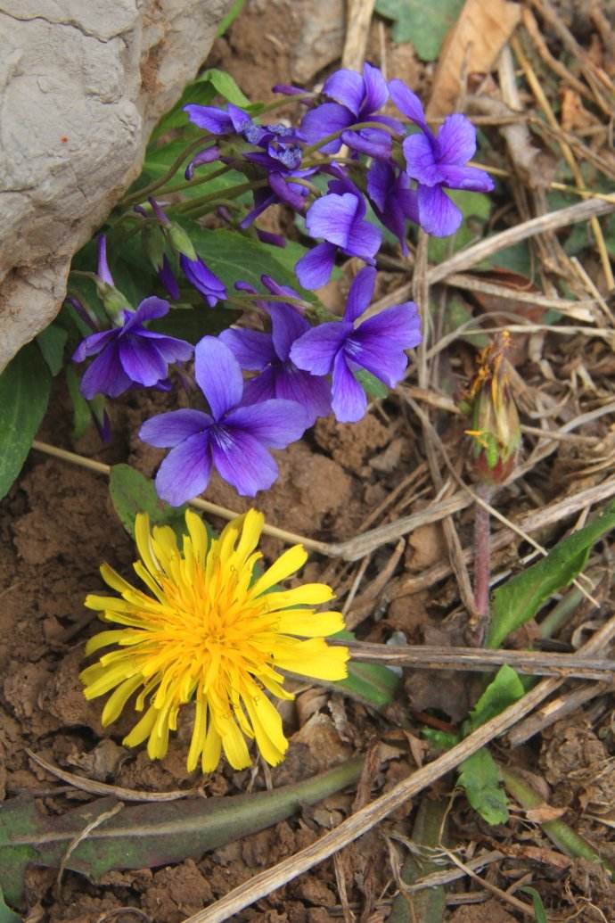  p>柔毛堇菜(学名:viola principis)是堇菜科堇菜属的多年生草本植物.