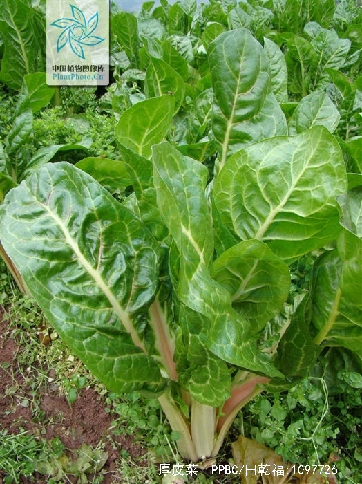  p>厚皮菜(学名: i>beta vulgaris  /i>l. var. i>cicla /i> l.