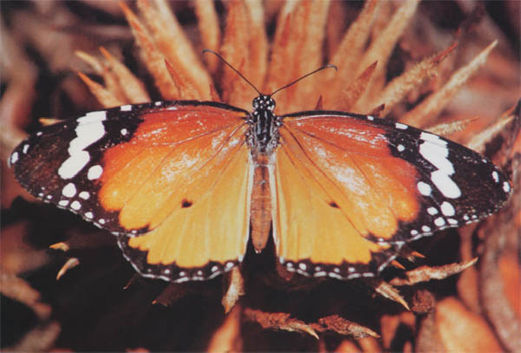  p>那些有毒或难于下咽的 a href="#" data-lemmaid="5811">蝴蝶 /a>