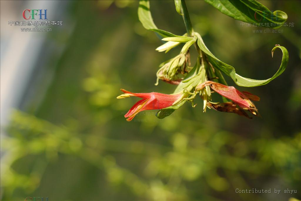  p>鳄嘴花(clinacanthus nutans (burm. f.) lindau var.