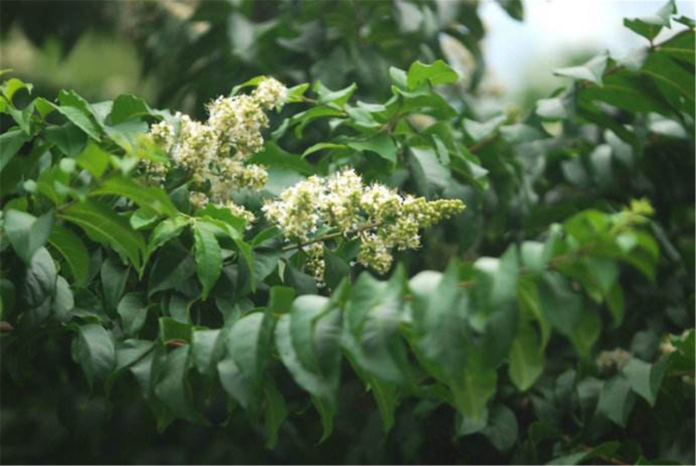  p>尾叶紫薇(  i>lagerstroemia caudata /i> chun et how ex s.