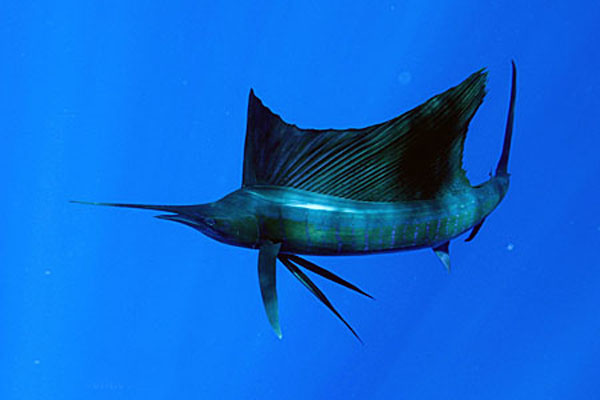  p>印度枪鱼(学名: i> /i> i>istiompax indica  /i>(cuvier, 1832), 