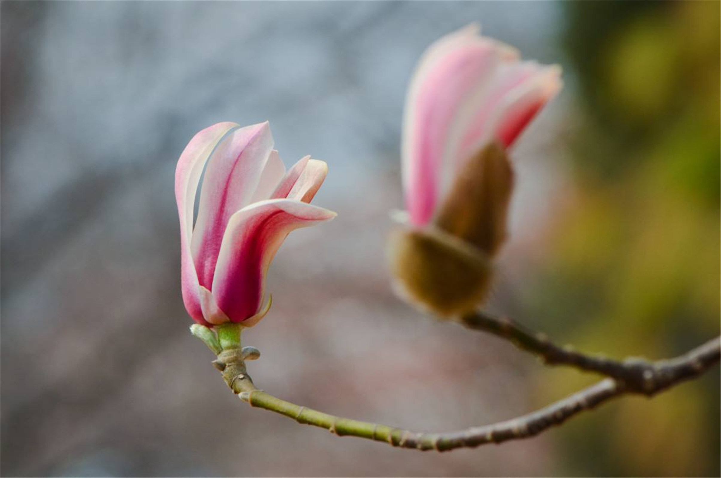  p>望春玉兰又名望春花, a href="#">迎春树 /a>, a href="#">辛兰 /a