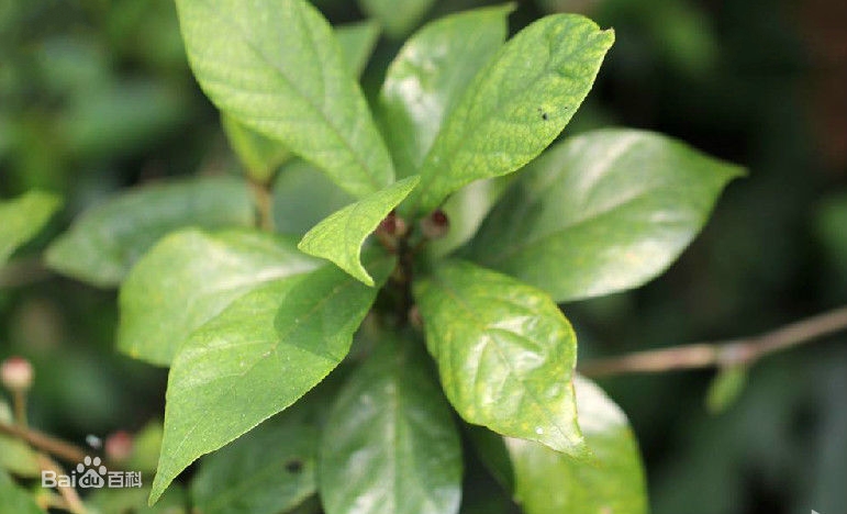  p data-id="txtlffkmleos">琴叶榕( i>ficus pandurata /i> hance)是