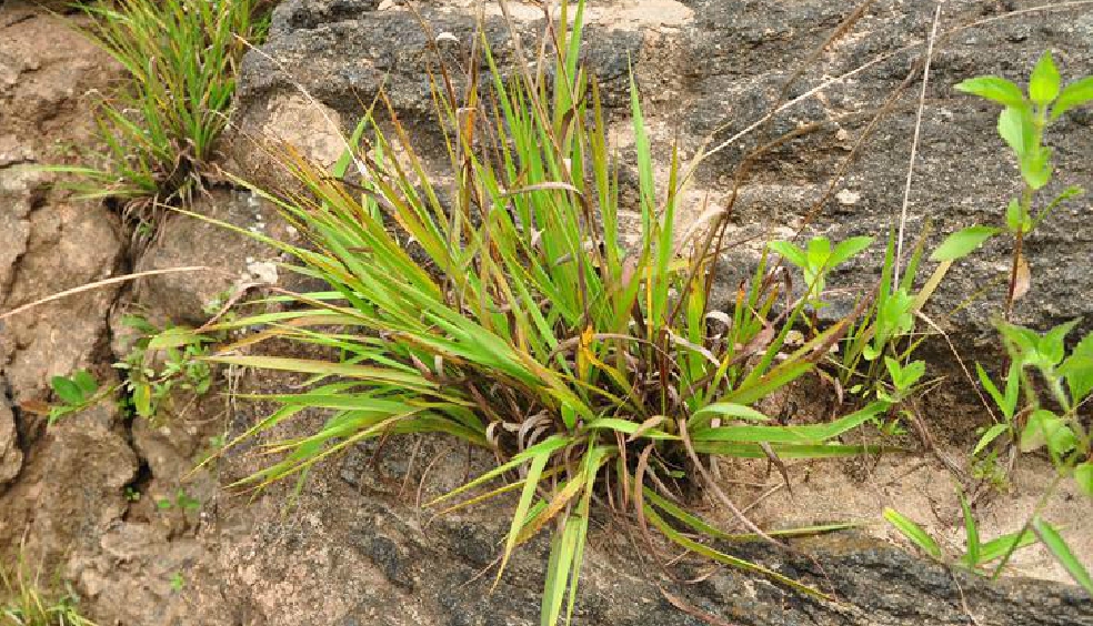  p>毛鸭嘴草(学名: i>ischaemum anthephoroides /i> (steud.) miq.